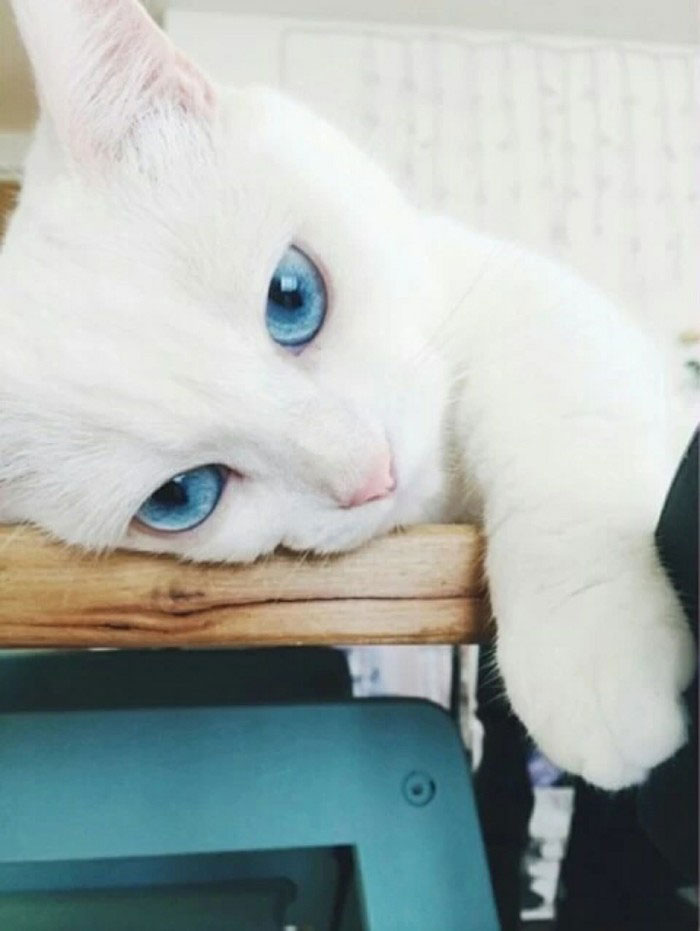 做梦-梦见猫-周公解梦