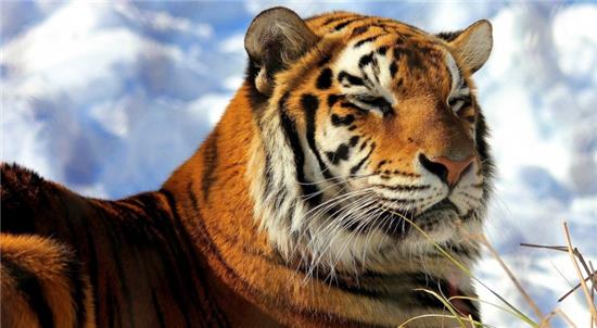 梦见老虎,探寻梦境背后的深层含义与心理启示 梦见老虎,探寻梦境背后的深层含义与心理启示