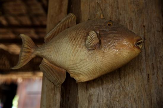 周公解梦，捉鱼与炖鱼的梦境寓意探析