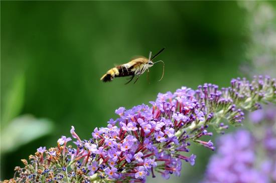 昨晚做梦梦到抓毒蜘蛛，探索梦境背后的深层含义与心理解析