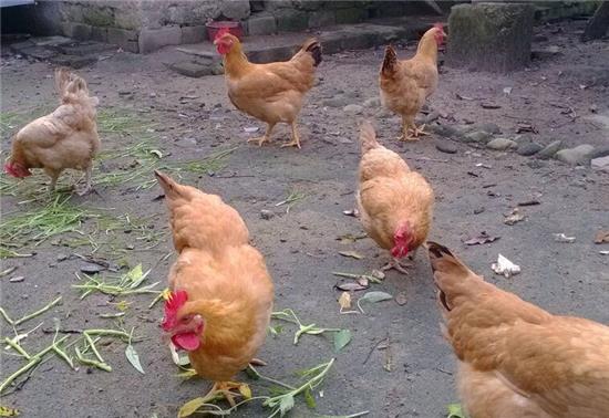 梦见一只鸡,解读梦境中的吉祥象征与深层寓意 梦见一只鸡,解读梦境中的吉祥象征与深层寓意