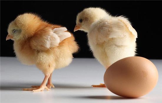 梦境启示，梦见自己猝死小鸡的深层含义与心理解析