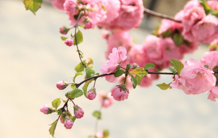 桃花磁场是什么意思