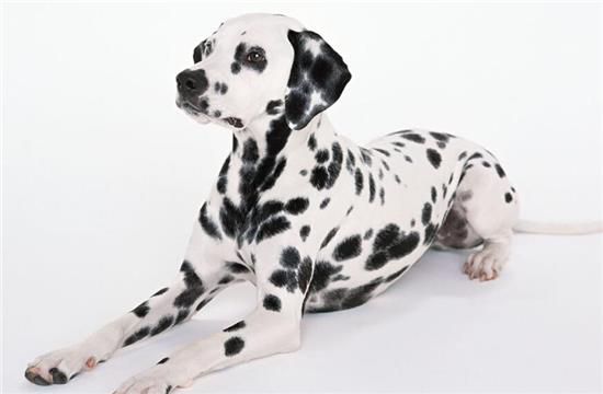 梦见狗熊的梦怎么办