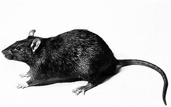 黑老鼠 有毒图片